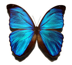 Ein blauer schoener schmetterling