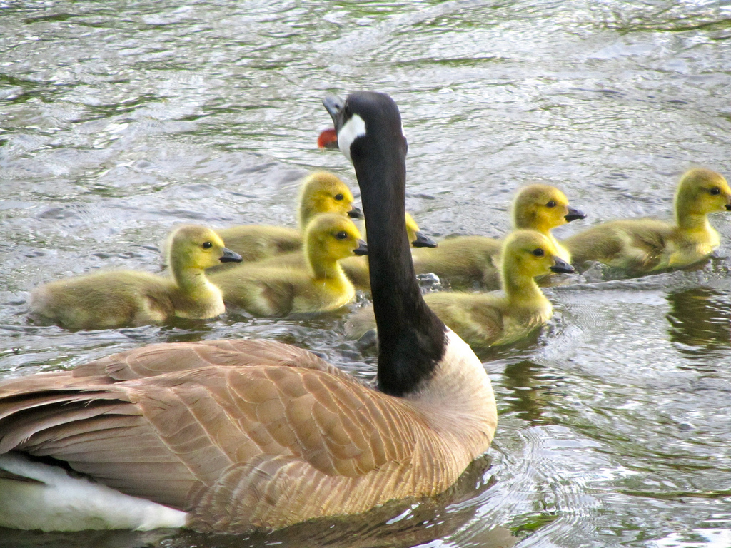 Mutter ente mit Baby enten