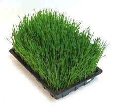 gerstengras mein superfoood