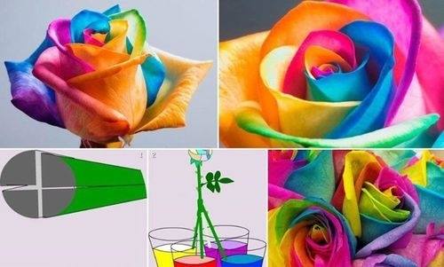 Regenbogenrose - damitt beeindruckst du jeden