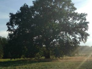 baum auf wiese voller blätter laubbaum im frühling