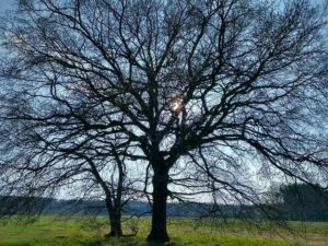 baum ohne blätter auf einer wiese